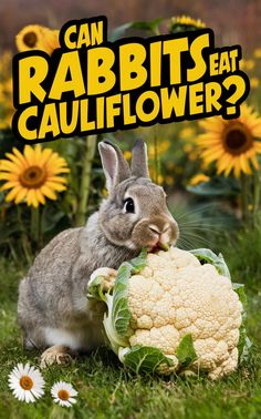 a rabbit eating a piece of cauliflower on the grass with sunflowers in the background