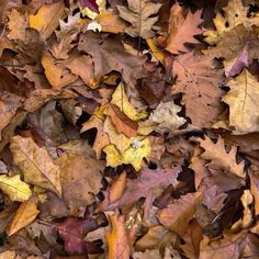 many different colored leaves on the ground