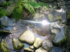 the sun shines brightly on rocks and water in a stream that is surrounded by ferns