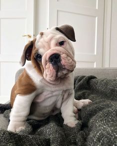 a brown and white dog sitting on top of a bed