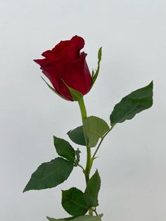 a single red rose sitting in a vase