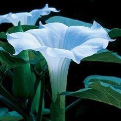 two white flowers with green leaves in the foreground and dark back ground behind them