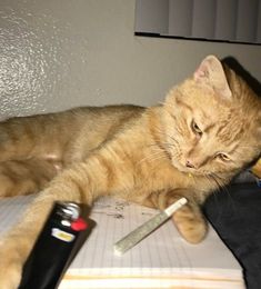 cat smoking a blunt Söt Katt, Image Chat, Silly Cats Pictures, Bad Cats, Silly Animals, Cat Aesthetic, Funny Cute Cats, Orange Cat