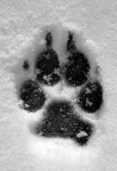 an animal's paw print is seen in the snow on a white background with black spots