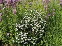 some purple and white flowers in the grass