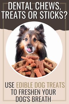 a dog with its mouth open and his tongue out, is surrounded by dogs treats