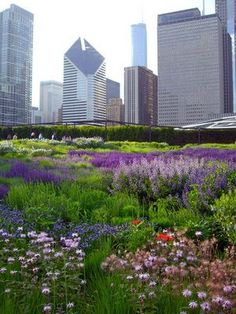 the city is full of tall buildings and colorful flowers in the foreground, along with an abundance of wildflowers