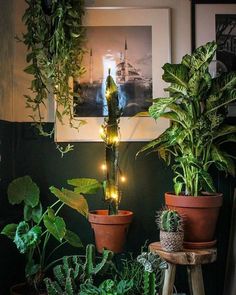 three potted plants are sitting in front of a framed photograph on the wall,