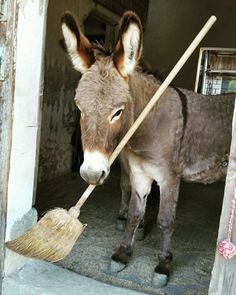 a donkey is standing in the doorway with a broom