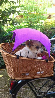 a dog sitting in a basket on the back of a bicycle with a purple umbrella