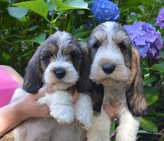 two puppies are being held in their owner's arms