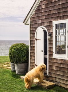 a brown dog standing outside of a small house next to the ocean with its front door open