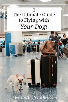 the ultimate guide to flying with your dog at the airport or check - in area