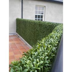 a hedge is growing on the side of a house