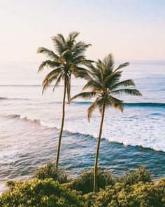 two palm trees on the edge of a cliff overlooking the ocean with waves coming in