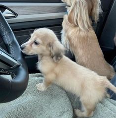 two puppies sitting in the driver's seat of a car looking at each other