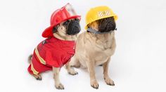 two pug dogs wearing fireman hats and red shirts sitting next to each other