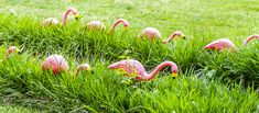 some pink flamingos are in the tall grass