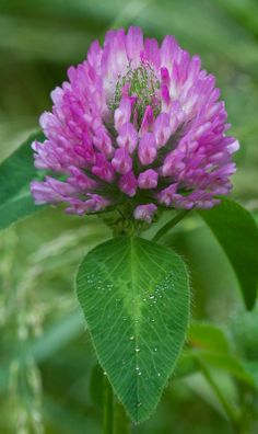 a purple flower with green leaves in the foreground