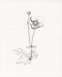 Best Flowers Images, Wildflower Drawing, Wildflower Tattoo, Poppies Tattoo, Flower Sketches, Plant Drawing, Flower Tattoo Designs, Botanical Drawings