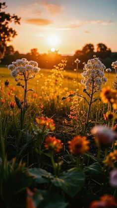 the sun is setting over some wildflowers in a field with grass and flowers