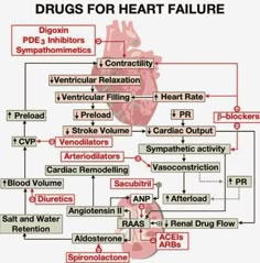 a diagram showing the heart's major functions and their corresponding blood vessels, as well as other organ systems