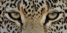 a leopard's face with blue eyes and black spots on its fur is shown