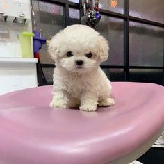 a small white dog sitting on top of a pink chair