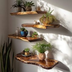 three wooden shelves with plants on them