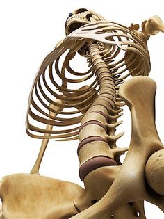 an image of a human skeleton showing the lower back and upper limbs, viewed from below