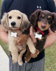 a man holding two puppies in his hands