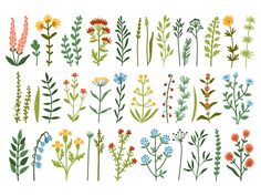 an assortment of flowers and plants on a white background