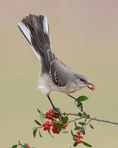 a small bird perched on top of a tree branch with berries in it's beak