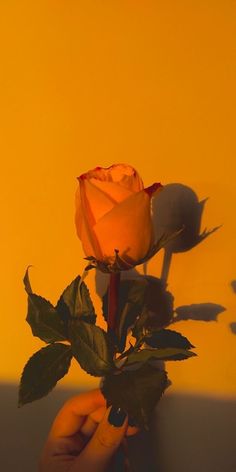 a person holding a single rose in front of a yellow wall with shadows on it