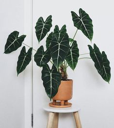 a potted plant sitting on top of a wooden stool next to a white wall