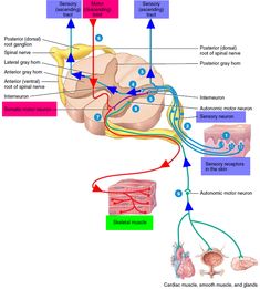 the anatomy of the human brain and its major functions, labeled in blue text on a white background