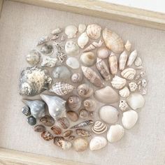 there are many sea shells in the frame