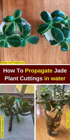 how to propagate jade plant cuttings in water