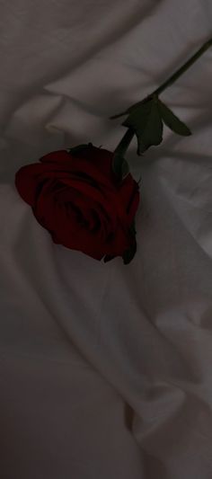 a single red rose sitting on top of a white sheet