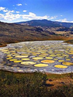 a large circular rock in the middle of a field with yellow circles on it's surface