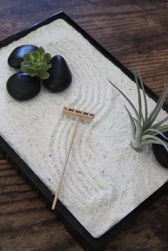 an air plant and some rocks on a tray