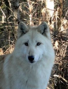 a white wolf is standing in the woods