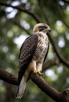 a hawk perched on top of a tree branch