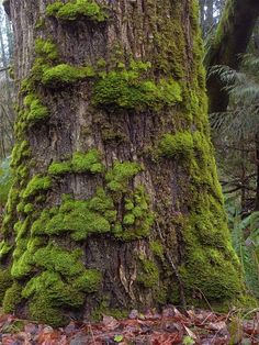 a moss covered tree in the middle of a forest