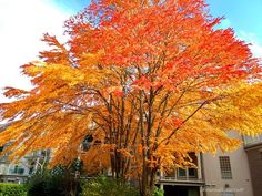 an orange tree with yellow leaves in front of a white building and blue sky behind it