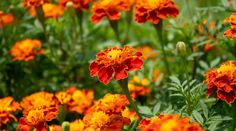 many orange and yellow flowers in a field