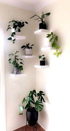 some plants are hanging on the wall in a room with white walls and wooden floors