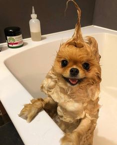 a small dog sitting in a bathtub with hair on it's head