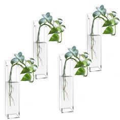 three clear vases with green plants in them