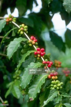 berries growing on the branch of a tree with green leaves and red berries stock photo